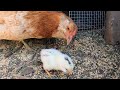 わたしを攻撃し、ひよこを見守る母ニワトリ【ひよこ飼育】 109話目