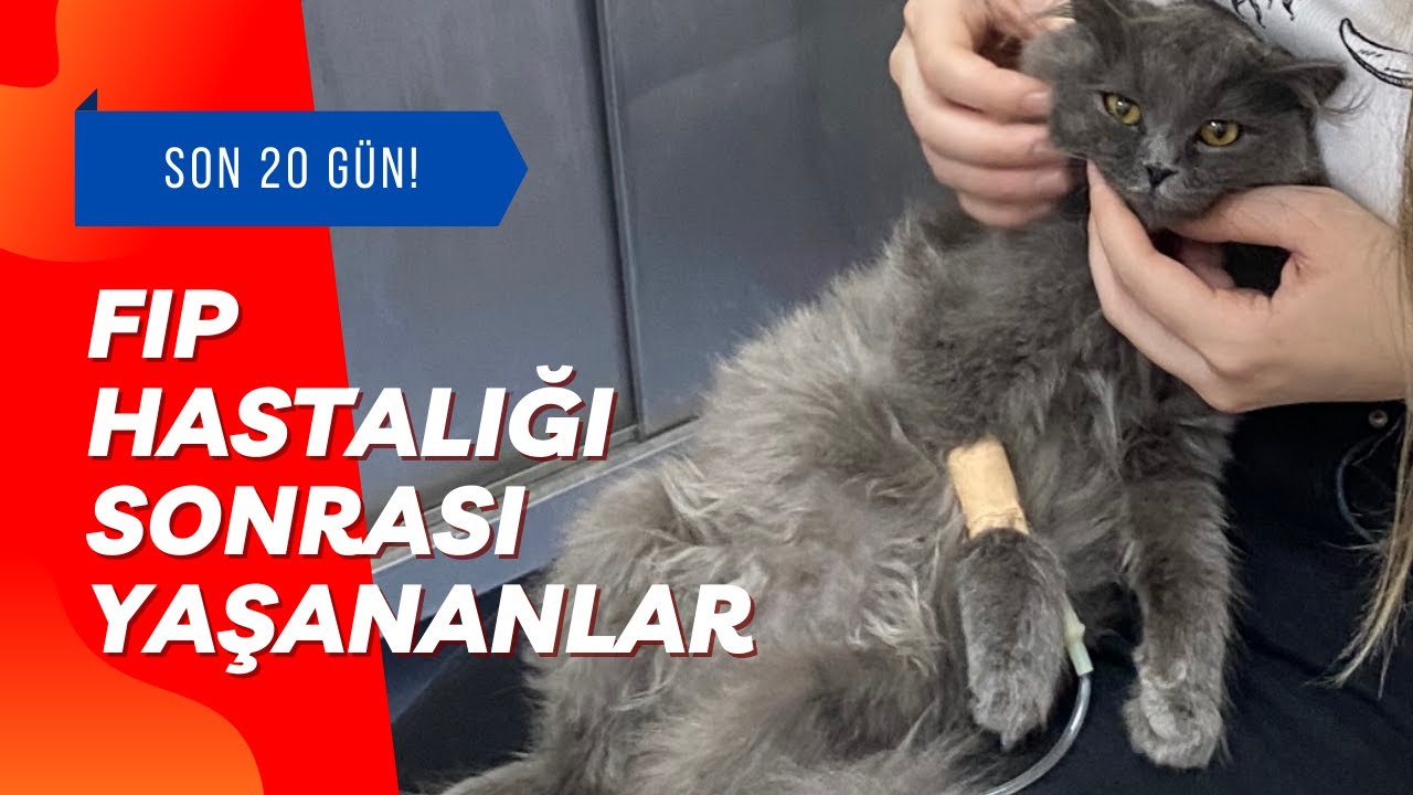 KEDİM FELÇ GEÇİRDİ! FİP Hastalığına Nasıl Yenik Düştük?
