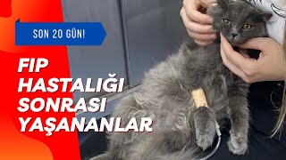 KEDİM FELÇ GEÇİRDİ! FİP Hastalığına Nasıl Yenik Düştük?