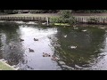 Cute Ducks &amp; Ducklings on River Stour at Westgate Gardens Canterbury Kent Part 2 of 3 🦆🦆