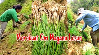 Membersihkan dan Mengambil Sayur Losun