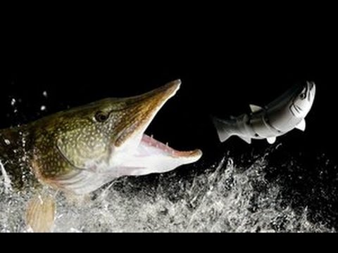 Do Pike and Muskie Attack Humans? - Fish'n Canada