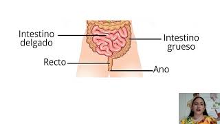 El sistema Digestivo (Partes y Funciones) Para niños. 4to grado.
