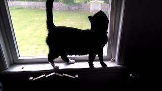 Cat Nose Prints