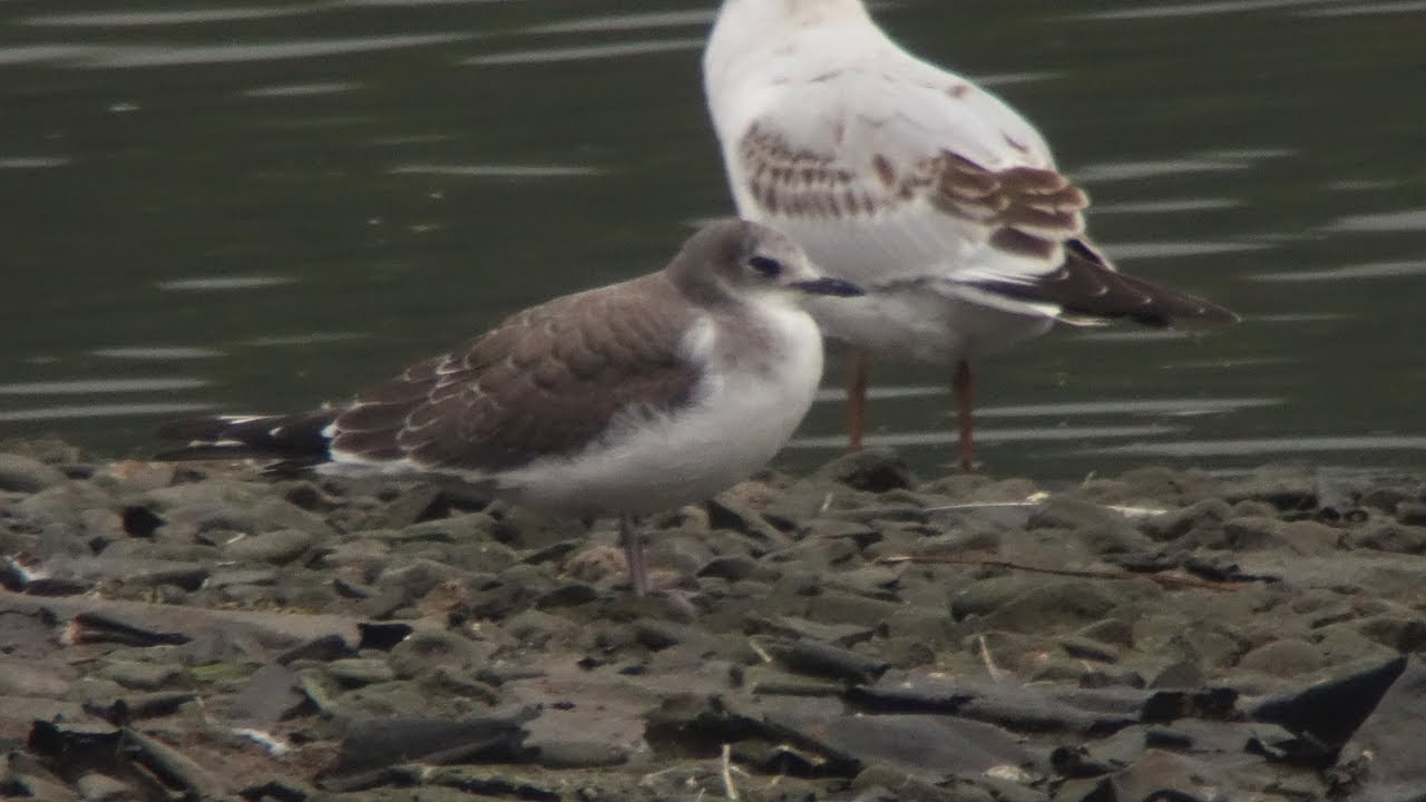 SABINES GULL at UPTON WARREN!