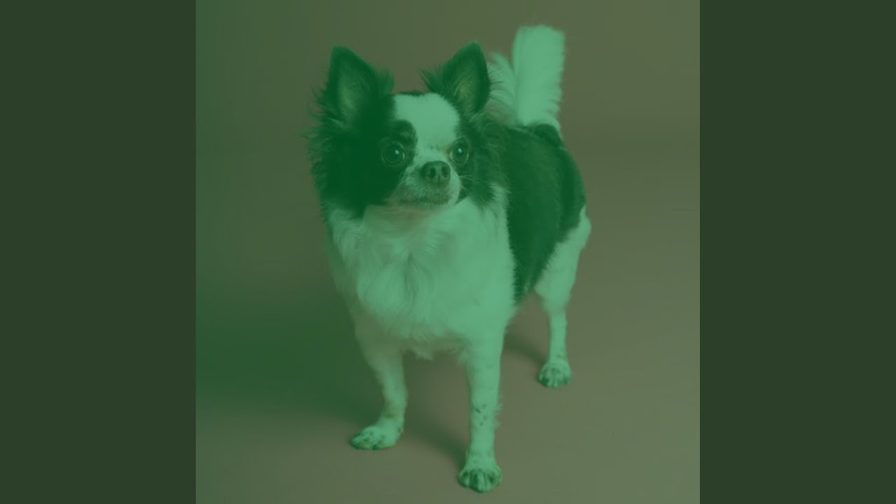 Carefree Moods for Dog Rewards