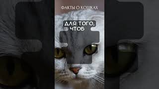 Факты о кошках (Часть 5)