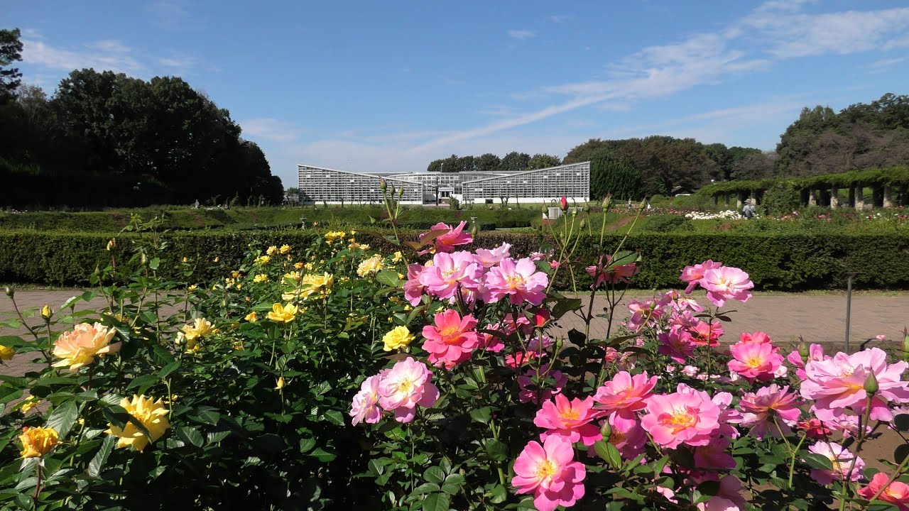 21年秋 神代植物公園 秋バラの開花状況と芝生広場のパンパスグラス Youtube