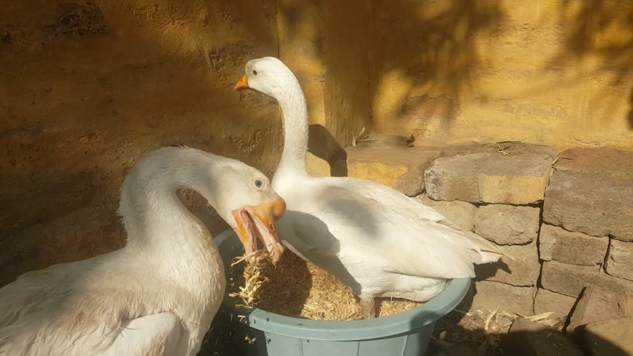 Geese ki Nesting || Geese Breeding Season || Geese Breeding Tips
