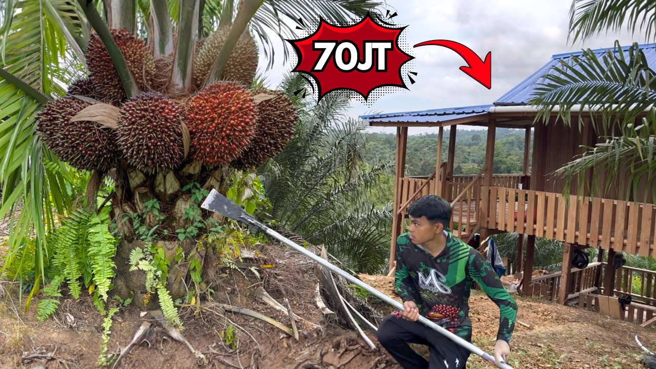 Saya Membangun Pondok Seharga 70JT Di Kebun Sawit Ku