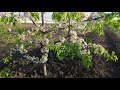 Цветение черешни  брянская розовая 2021в питомнике Барский Сад