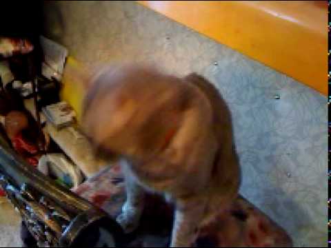 terry white chemist locations Video shot with the iVideoCamera iPhone App by Terry White