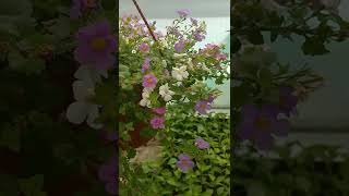 Bacopa - Ampel Flowers For Placement In Pots