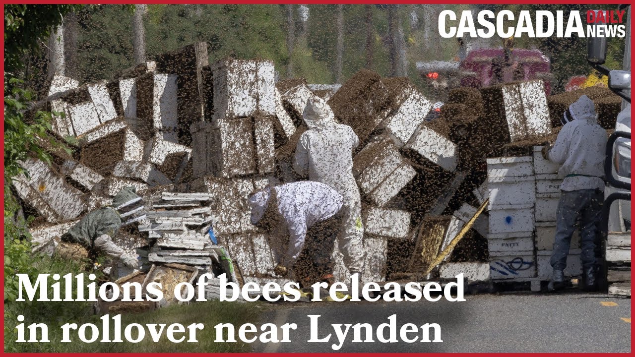 Pretty chaotic': More than two dozen beekeepers step in to contain