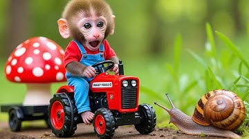 Monkey Jojo driving a tractor : The Adventure of rescuing a giant watermelon from a deep hole
