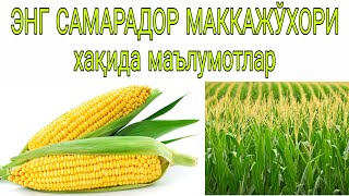 ЭНГ САМАРАДОР МАККАЖЎХОРИ хақида маълумотлар №1