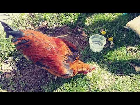 must-listen,-volume-up.-the-proper-way-to-kill-a-chicken-rhode-island-red-rooster