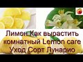 Лимон Как вырастить комнатный Lemon care Уход Сорт Лунарио 4 х сезонный!! Цитрусы