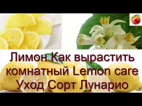 Video: Lemon Lunario. սորտի նկարագրություն, աճեցում և խնամք տանը, լուսանկար