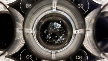 Can we regenerate damaged organs in the lab?