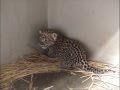 ヒョウの赤ちゃん（2015年5月19日：福岡市動物園） の動画、YouTube動画。