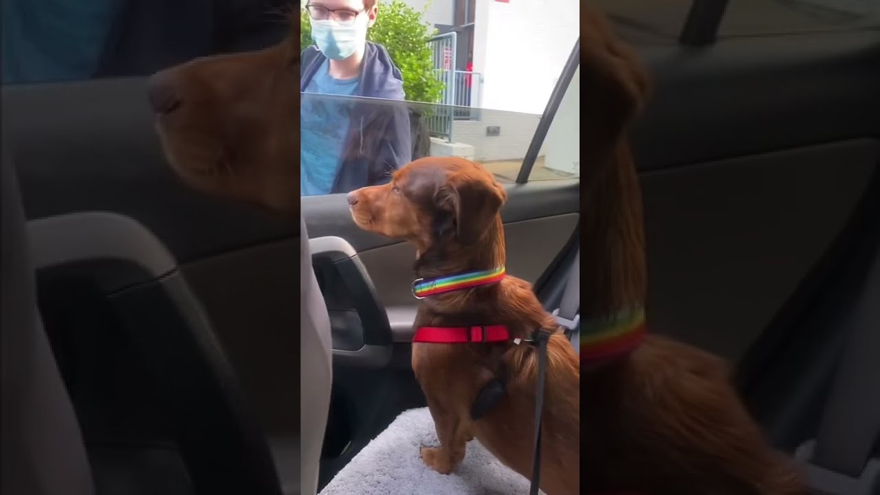 How To Deal With Dog Separation Anxiety - #shorts