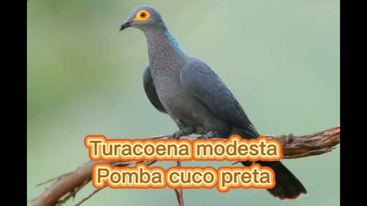 O canto da pomba cuco preta ( Turacoena modesta )
