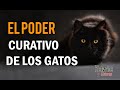 EL PODER CURATIVO DE LOS GATOS  ( Mira por qué deberías tener un gato en tu casa )