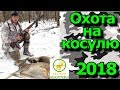 Загонная охота на косулю/ОХОТА НА КОСУЛЮ сезон 2018-2019/Загінне полювання на косулю.