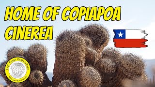 Searching for the most famous Copiapoa cactus species 🌵