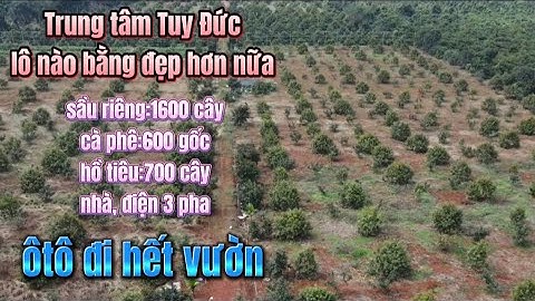 (497) sầu riêng , cà phê,hồ tiêu, vườn đã ổn định dân cư thuận tiện, Tuy Đức Đăk Nông chào bán