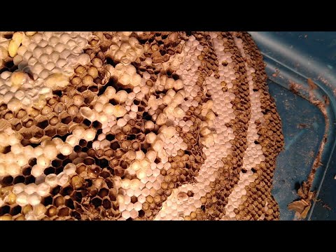 yellow-jackets-massive-nest-in-basement-ceiling-removal-infestation