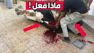 شاهد ماذا فعل الخاروف العيد بعد ذبحة ؟ !! 😨