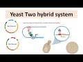 Yeast 2 hybrid system  yeast two hybrid system for proteinprotein interaction  animated biology