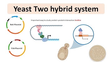 Yeast 2 hybrid system | Yeast two hybrid system for protein-protein interaction | Animated biology