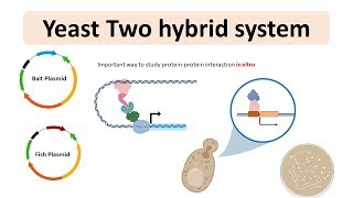 Yeast 2 hybrid system | Yeast two hybrid system for protein-protein interaction | Animated biology Resimi