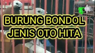 BURUNG BONDOL OTO HITAM