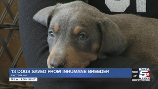 13 Dogs Saved From Inhumane Breeder In Raytown