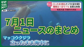 July 1st News Summary: Sperm whales 