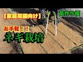 ネギ苗の作り方・家庭菜園でも簡単にできる種まき講座　22/3/15