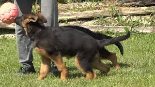 Quanda , Quara , Quendi Vom Piero Land 3,5 Μηνων