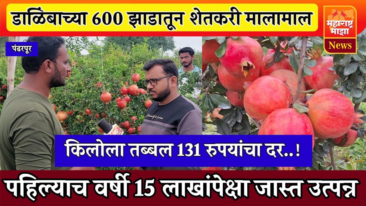 ♦️डाळिंबाच्या 600 झाडातून 15 लाखाच्यावर उत्पन्न ! किलोला तब्बल 131 रुपयांचा दर👍