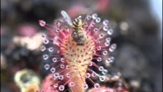 Sundew Carnivorous Plant Eating Fly 4K Timelapse