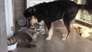 Sammy the Border Collie breaks up Raccoon play fight very cute and funny