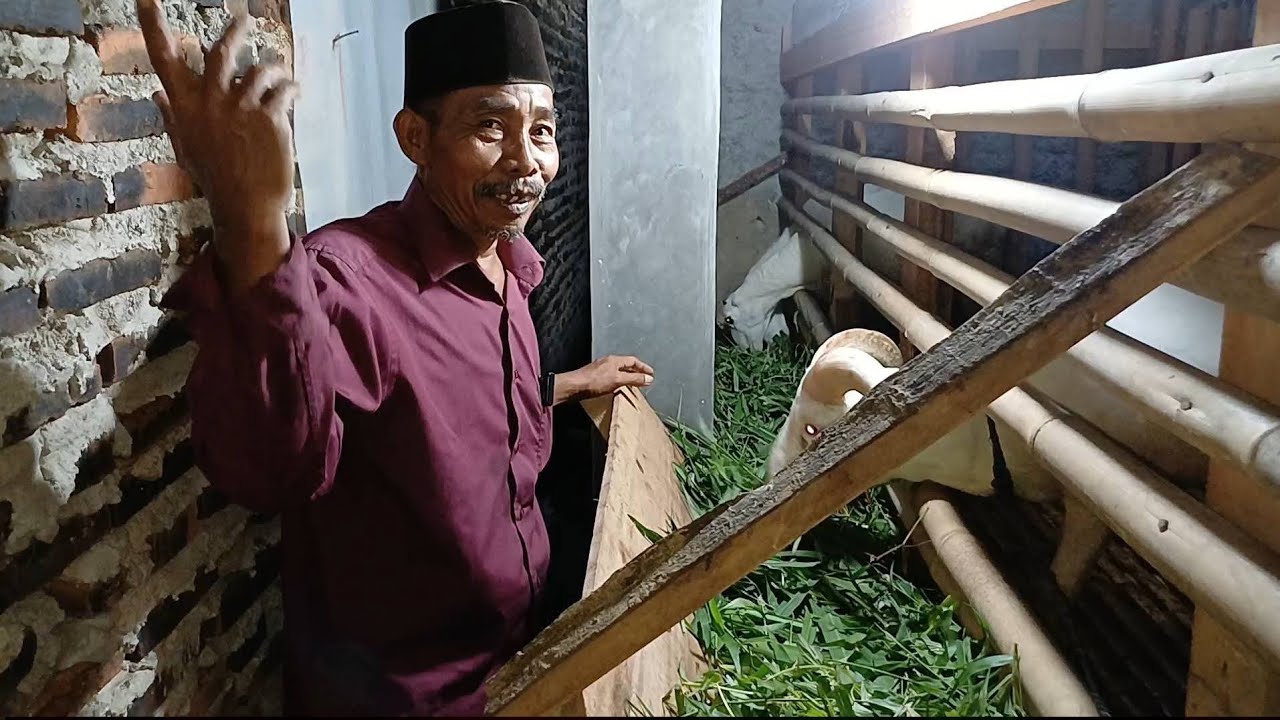 PENGIRIMAN PAKET BREEDING JAJALON DARAAN KE SERANG BANTEN