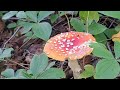 An Amazing Mushroom Hunt with the dogs on 9/3/2024 Tuesday