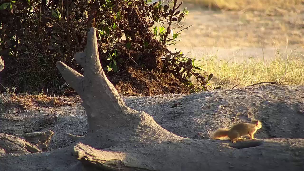 camera iphone 8 plus apk Djuma: Squirrel checking out the log area - 06:25 - 10/07/19