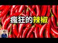 為什麼說全人類都被辣椒「騙」了？「辣」其實根本不是味覺！辣椒到底有多詭異？揭開人類愛吃辣，集體「受虐」上癮的瘋狂真相！【老肉雜談】