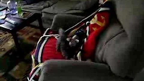 Video 1232631: hairless cat fight, kitten hairless cat, cat fight funny