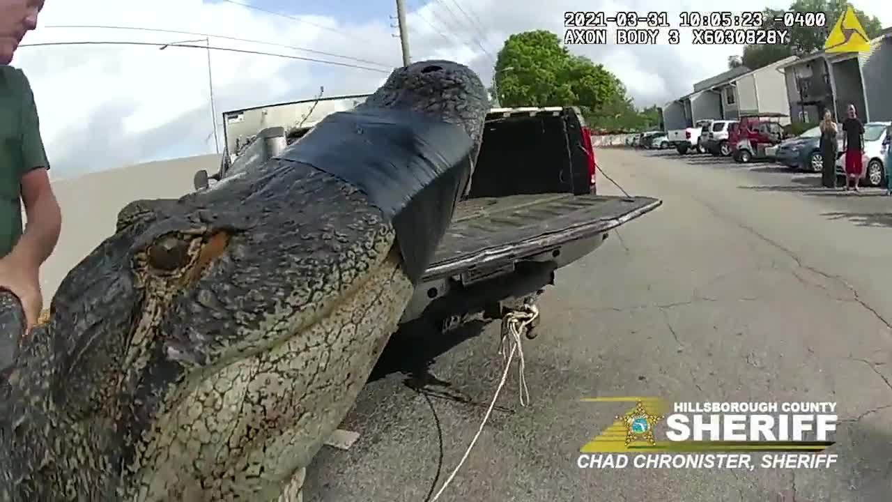 10foot alligator found under parked car in Florida YouTube